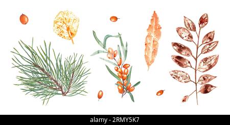 Empreintes colorées de feuilles d'automne, baies d'orange, branche de pin. Ensemble de feuilles sèches d'automne, argousier, sapin, épicéa. Illustration à l'aquarelle Banque D'Images