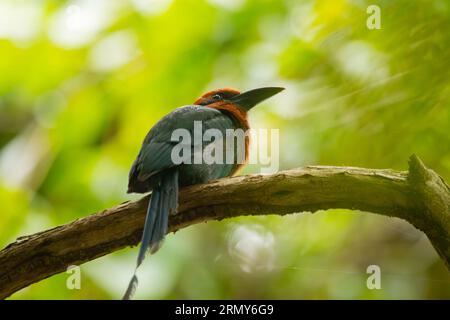 Couleur rouge et vert Grand Jacamar dans son propre habitat naturel entre la forêt de nuages au Costa Rica et panama. Long bec noir, tête rouge et W foncé Banque D'Images