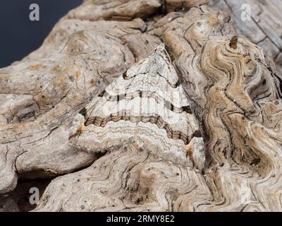 Un Treble-bar ou St. La teigne du millepertuis, Aplocera plagiata, reposant sur une souche d'arbre pourrie. Banque D'Images