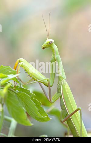Une vue latérale gros plan photo d'une mignonne mante priante rampant une plante dans un jardin dans le nord de l'Idaho. Banque D'Images