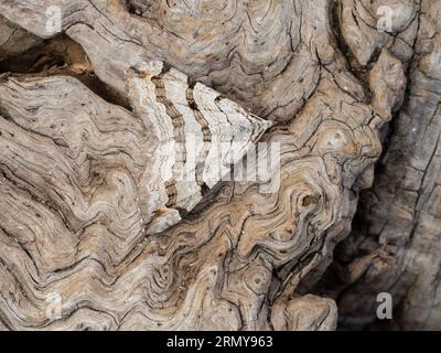 Un Treble-bar ou St. La teigne du millepertuis, Aplocera plagiata, reposant sur une souche d'arbre pourrie. Banque D'Images