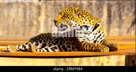 Magnifique portrait jaguar avec mise au point sélective. Le plus grand chat sauvage des Amériques Banque D'Images