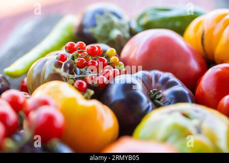 Tomates héritées colorées sur fond rustique gris Banque D'Images