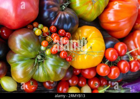 Tomates héritées colorées sur fond rustique gris Banque D'Images