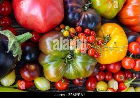 Tomates héritées colorées sur fond rustique gris Banque D'Images