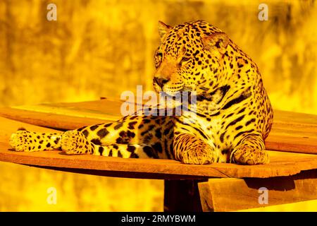 Magnifique portrait jaguar avec mise au point sélective. Le plus grand chat sauvage des Amériques Banque D'Images