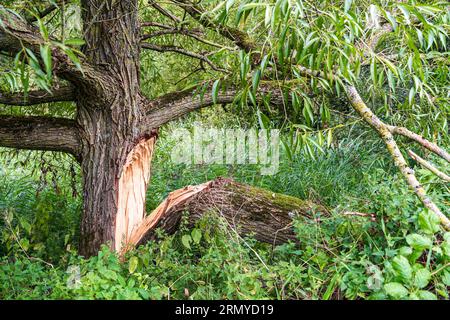 Large branch broken off the trunk of a tree during a storm Banque D'Images