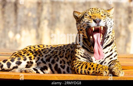 Magnifique portrait jaguar avec mise au point sélective. Le plus grand chat sauvage des Amériques Banque D'Images