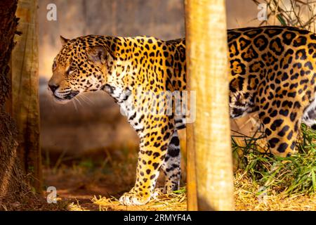 Magnifique portrait jaguar avec mise au point sélective. Le plus grand chat sauvage des Amériques Banque D'Images