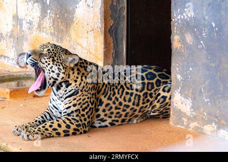 Magnifique portrait jaguar avec mise au point sélective. Le plus grand chat sauvage des Amériques Banque D'Images