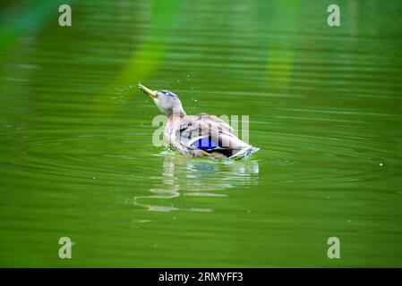 Le canard colvert tourne ou secoue la tête après avoir nettoyé ses plumes. Canard nageant sur le lac. Canard sauvage mâle, Anas platyrhynchos. Banque D'Images