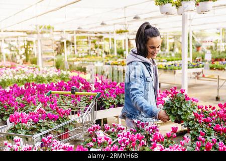Client féminin hispanique heureux avec un panier choisissant des fleurs Cyclamen en pot colorées tout en se tenant dans un magasin floral léger avec diverses plantes Banque D'Images