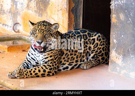 Magnifique portrait jaguar avec mise au point sélective. Le plus grand chat sauvage des Amériques Banque D'Images