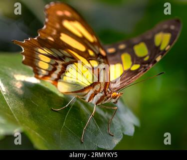 Papillon brun noir et jaune Rhopalocera super gros plan perché sur une feuille dans les moindres détails Banque D'Images