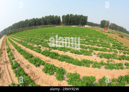 Peanuts in the Field, Chine du Nord Banque D'Images