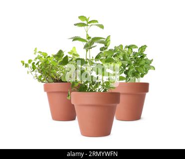 Différentes herbes vertes dans des pots d'argile isolés sur blanc Banque D'Images