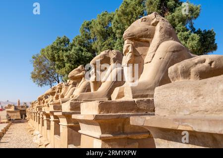 Avenue des Sphinx ou la route des festivités du roi, également connue sous le nom de Rams Road est une avenue de 2,7 km de long qui relie le temple de Karnak au temple de Louxor. Banque D'Images