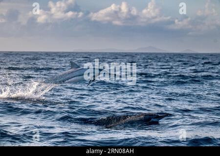 Mamals marins de Mayotte lagune Océan Indien Banque D'Images
