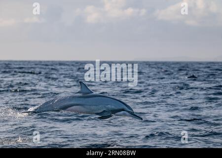 Mamals marins de Mayotte lagune Océan Indien Banque D'Images