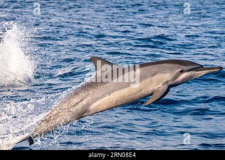 Mamals marins de Mayotte lagune Océan Indien Banque D'Images