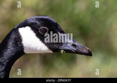 Bernache du Canada (Branta canadensis), aussi appelée Bernache du Canada. Gros plan de la tête, regardant la caméra. Au sud de Monterey, Californie. Banque D'Images