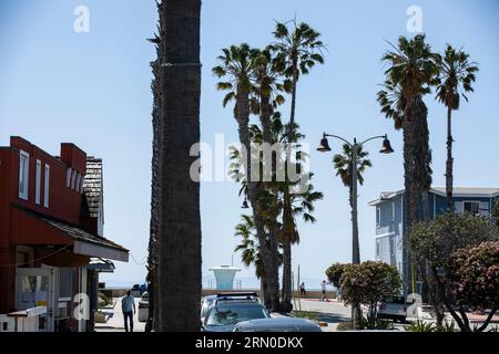 Le soleil de l'après-midi brille sur de beaux palmiers à Ventura Beach dans le centre-ville de Ventura, Californie, États-Unis. Banque D'Images