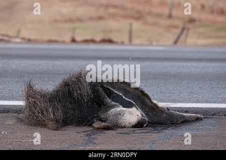 Un fourmilier géant a couru sur des thèmes illustrant la course sur la faune ou la course sur des animaux sauvages à des fins de campagnes de sensibilisation Banque D'Images