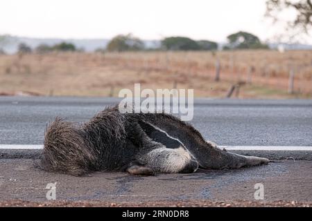 Un fourmilier géant a couru sur des thèmes illustrant la course sur la faune ou la course sur des animaux sauvages à des fins de campagnes de sensibilisation Banque D'Images