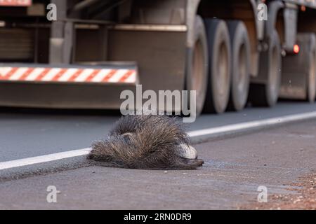 Un fourmilier géant a couru sur des thèmes illustrant la course sur la faune ou la course sur des animaux sauvages à des fins de campagnes de sensibilisation Banque D'Images