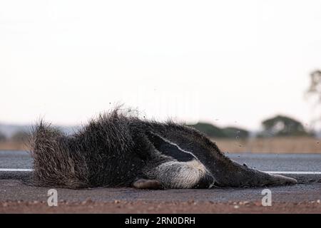 Un fourmilier géant a couru sur des thèmes illustrant la course sur la faune ou la course sur des animaux sauvages à des fins de campagnes de sensibilisation Banque D'Images