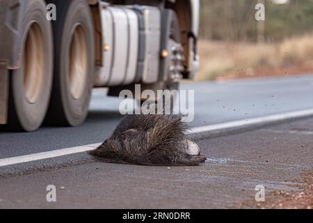 Un fourmilier géant a couru sur des thèmes illustrant la course sur la faune ou la course sur des animaux sauvages à des fins de campagnes de sensibilisation Banque D'Images