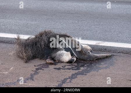 Un fourmilier géant a couru sur des thèmes illustrant la course sur la faune ou la course sur des animaux sauvages à des fins de campagnes de sensibilisation Banque D'Images