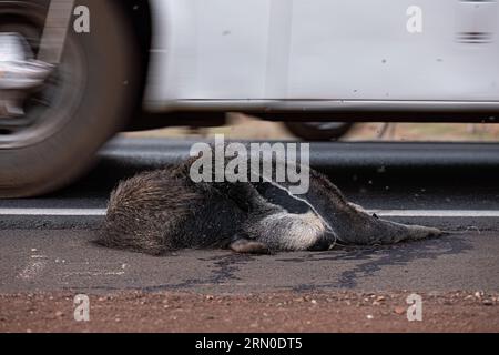 Un fourmilier géant a couru sur des thèmes illustrant la course sur la faune ou la course sur des animaux sauvages à des fins de campagnes de sensibilisation Banque D'Images