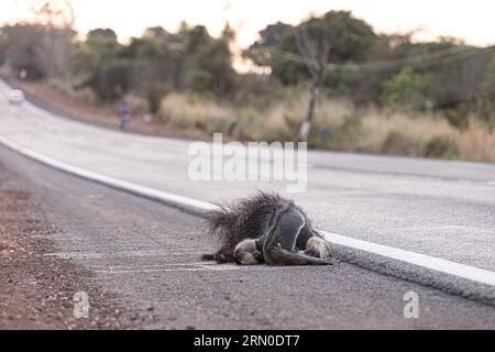 Un fourmilier géant a couru sur des thèmes illustrant la course sur la faune ou la course sur des animaux sauvages à des fins de campagnes de sensibilisation Banque D'Images