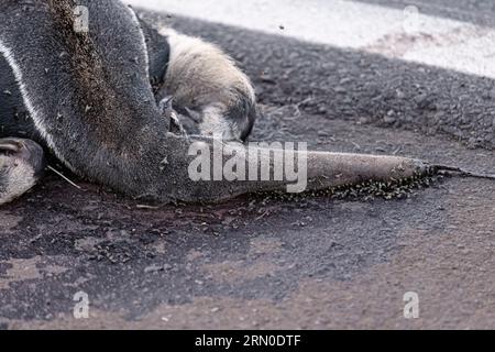 Un fourmilier géant a couru sur des thèmes illustrant la course sur la faune ou la course sur des animaux sauvages à des fins de campagnes de sensibilisation Banque D'Images