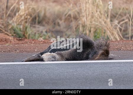 Un fourmilier géant a couru sur des thèmes illustrant la course sur la faune ou la course sur des animaux sauvages à des fins de campagnes de sensibilisation Banque D'Images