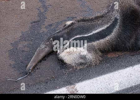 Un fourmilier géant a couru sur des thèmes illustrant la course sur la faune ou la course sur des animaux sauvages à des fins de campagnes de sensibilisation Banque D'Images