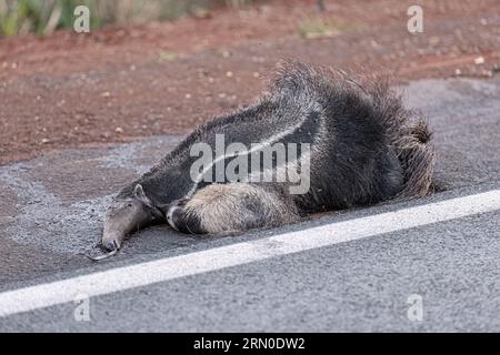 Un fourmilier géant a couru sur des thèmes illustrant la course sur la faune ou la course sur des animaux sauvages à des fins de campagnes de sensibilisation Banque D'Images