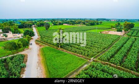 Vue aérienne des champs de coton et de riz au Punjab Banque D'Images