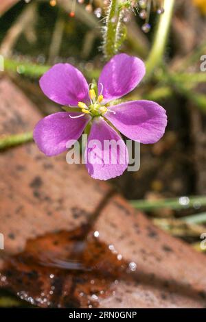 Fleur rose de Drosera aquatica, un sundew carnivore du complexe Arachnopus, en habitat naturel, territoire du Nord, Australie Banque D'Images