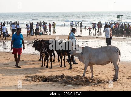 Calangute, Goa, Inde - janvier 2023 : un troupeau de vaches errant sur une plage bondée de Calangute à Goa. Banque D'Images