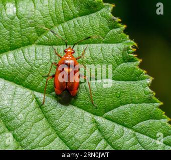 Macro plan montrant la vue dorsale d'un insecte mirid Deraeocoris olivaceus sur une feuille verte Banque D'Images