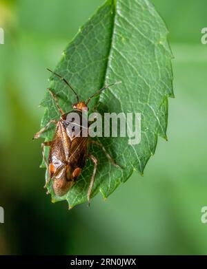 Macro plan montrant la vue dorsale d'un insecte Deraeocoris flavilinea mirid sur une feuille verte Banque D'Images