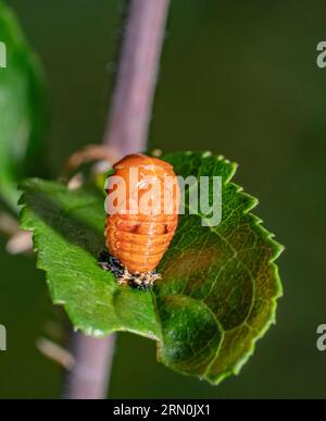 Plan rapproché à faible angle montrant la pupe d'une coccinelle sur une feuille verte Banque D'Images