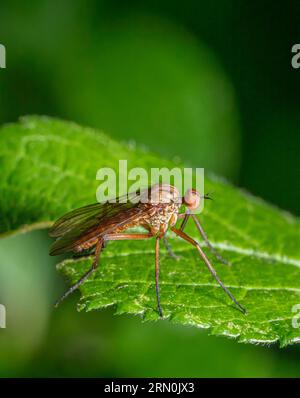 Macro-plan latéral bas angle d'une daggerfly Empis livida reposant sur une feuille verte Banque D'Images