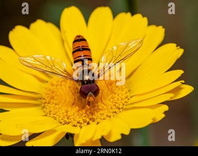 Plan en gros plan d'un hovermouche marmelade reposant sur une tête de fleur jaune Banque D'Images