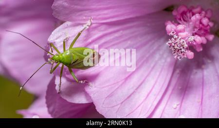 Macro plan montrant la vue dorsale d'un insecte mirid de Calocoris affinis au bord d'une fleur rose Banque D'Images