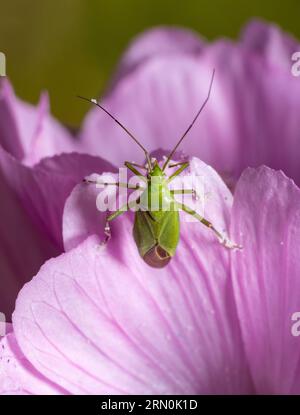 Macro plan montrant la vue dorsale d'un insecte mirid de Calocoris affinis au bord d'une fleur rose Banque D'Images