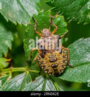 Macro shot montrant la nymphe d'une punaise à pattes rouges sur une feuille verte Banque D'Images