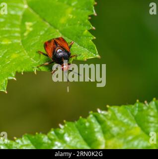 Macro plan montrant la vue dorsale d'un insecte Deraeocoris ruber mirid sur une feuille verte Banque D'Images